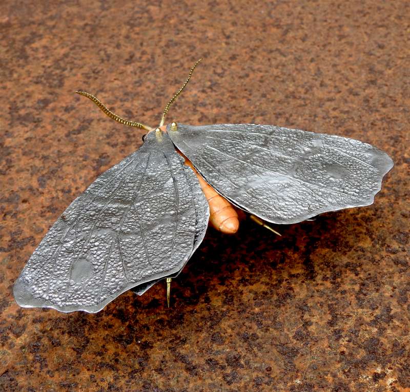 Purple Thorn Moth - viewed from the rear
